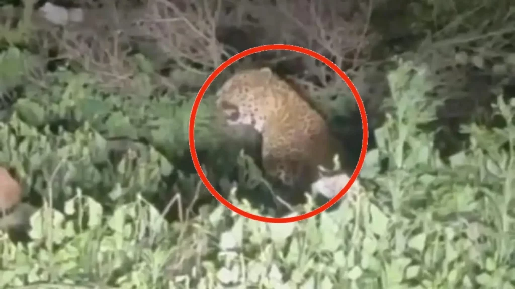 Leopard In Katraj Ghat Pune