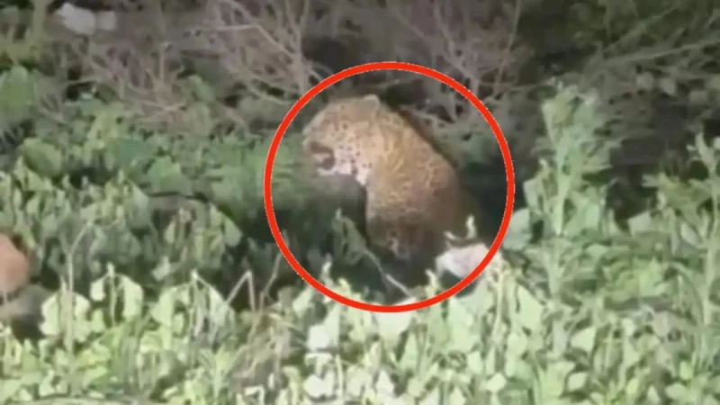 Leopard In Katraj Ghat Pune