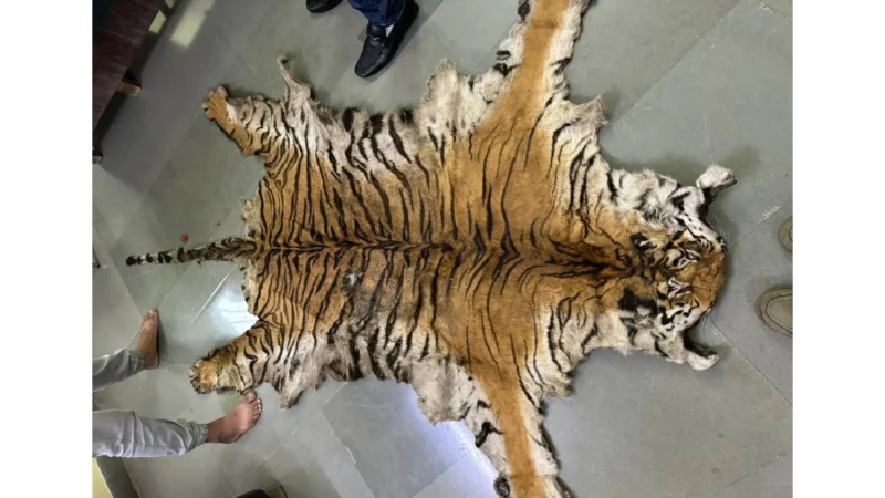 Tiger Skin