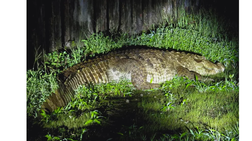 Crocodile In Varasgaon Dam