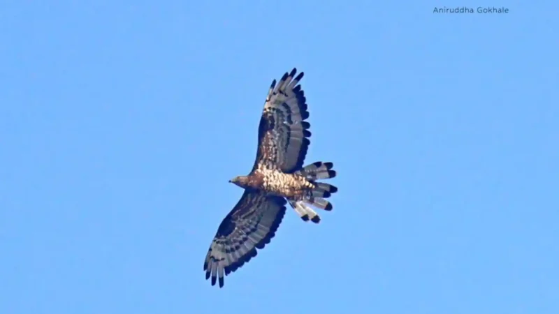 European Honey Buzzard