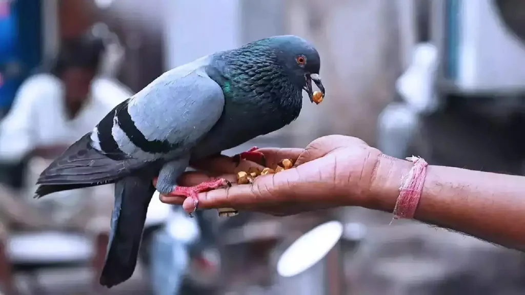 Feeding Pigeons