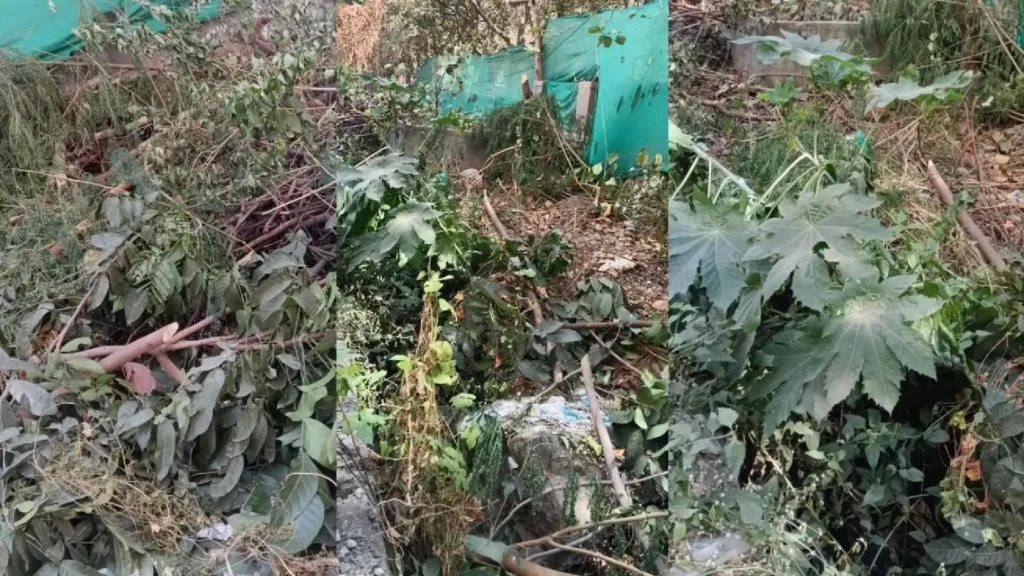 Kondhwa Budruk Trees Hacked