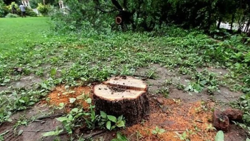 Sandalwood Tree Theft