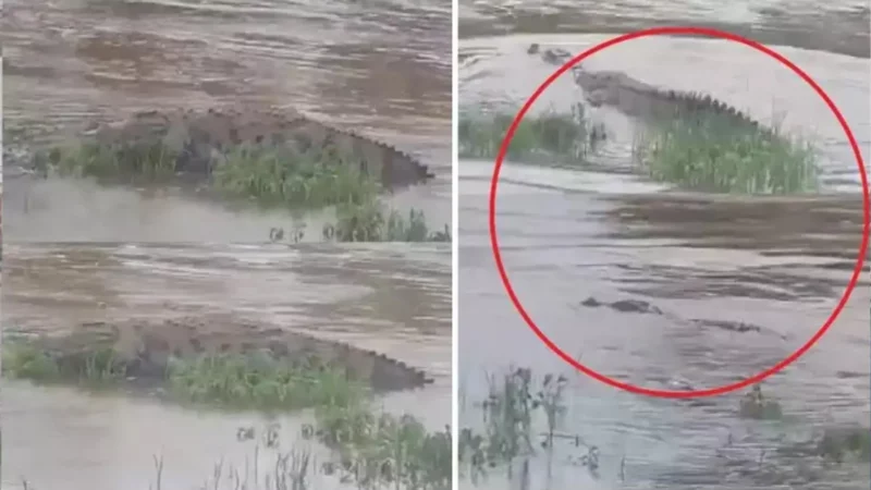 Crocodile In Bhima River