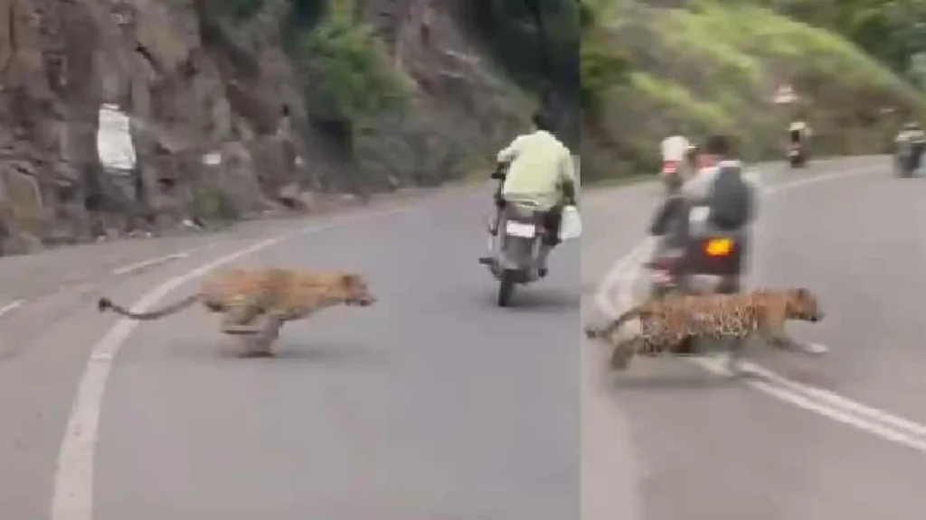 Leopard Dive Ghat Pune