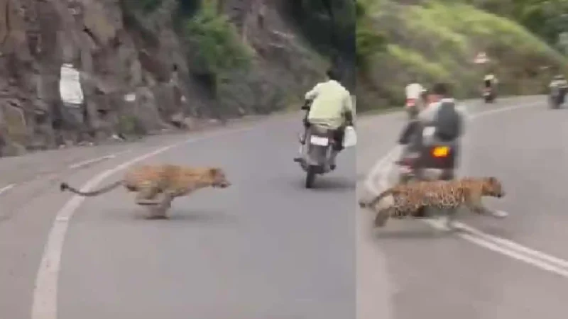 Leopard Dive Ghat Pune