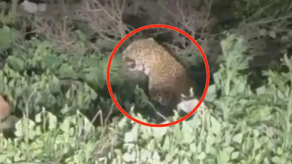 Leopard In Katraj Ghat Pune