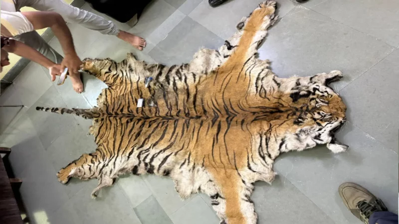 Tiger Poaching Skin Smuggling Gang