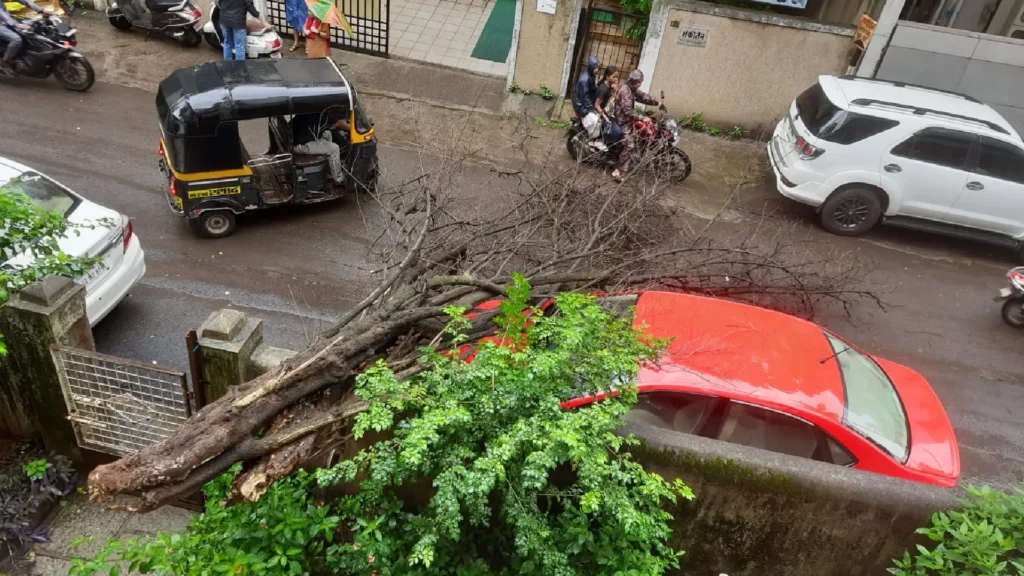 Tree felling incidents in pune