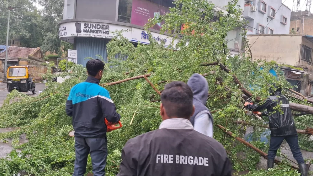 Trees fell in Pimpri Chinchwad