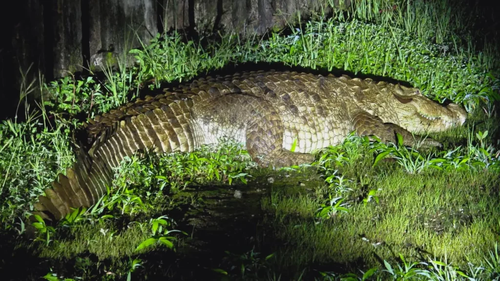 Crocodile In Varasgaon Dam