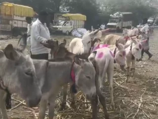 Donkey Market In Jejuri Pune | ऐकावं ते नवलच! पुणे जिल्ह्यात भरतो चक्क गाढवांचा बाजार