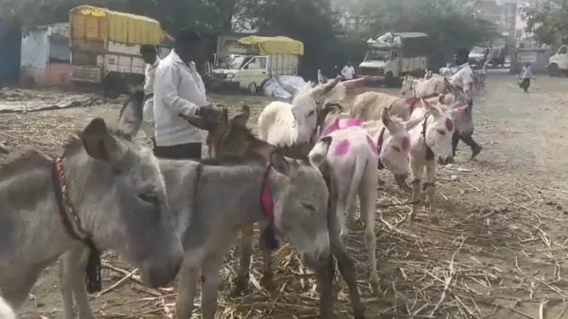 Donkey Market In Jejuri Pune