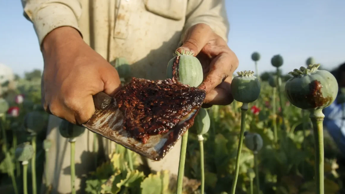 Opium Powder