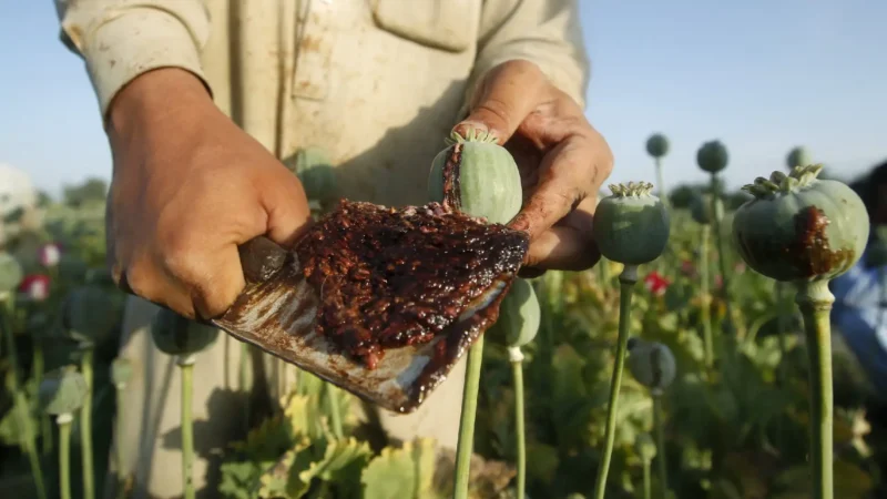 Opium Powder