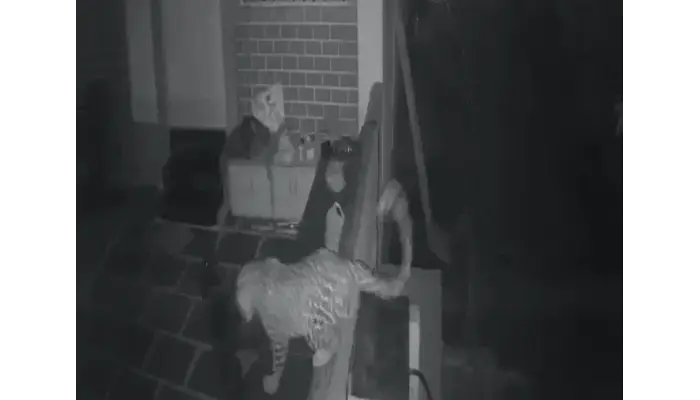 Pune News | Pune: Tiger panic in Vimanagar-Lohagaon area; enters bungalow and attacks a dog, incident caught on CCTV