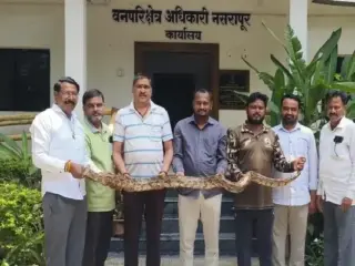 Nasrapur Pune News | पुणे: नसरापूरजवळ दीडघर येथे कौलांच्या ढिगाऱ्यात सापडला 9 फुटी अजगर