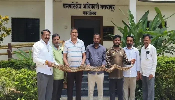 Nasrapur Pune News | Pune: 9-foot python found in a pile of roof tiles at Didghar near Nasrapur.